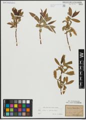 Foto von Salix alba L. x Salix pentandra L.